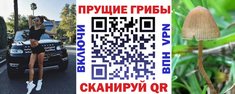 наркотики  Николаевск  Галлюциногенные грибы Psilocybine cubensis 